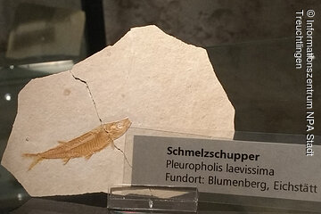 Fossilien-Ausstellung - Schmelzschupper