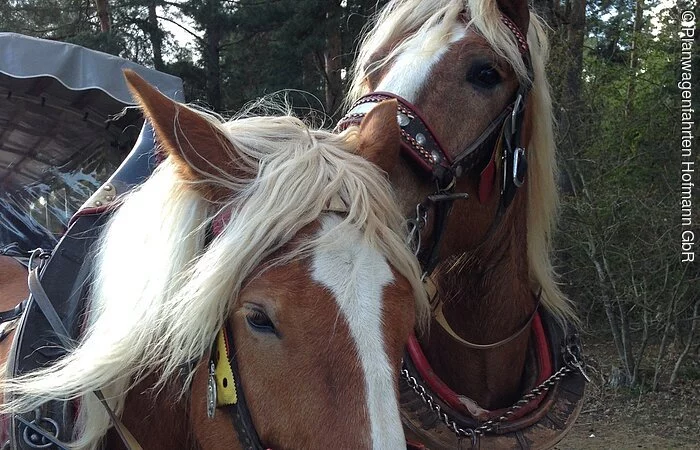 Pony KutschenFahrten