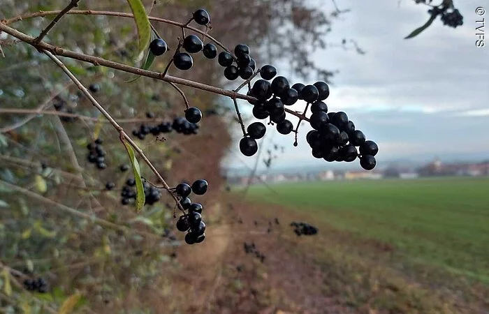 Schwarze Beeren