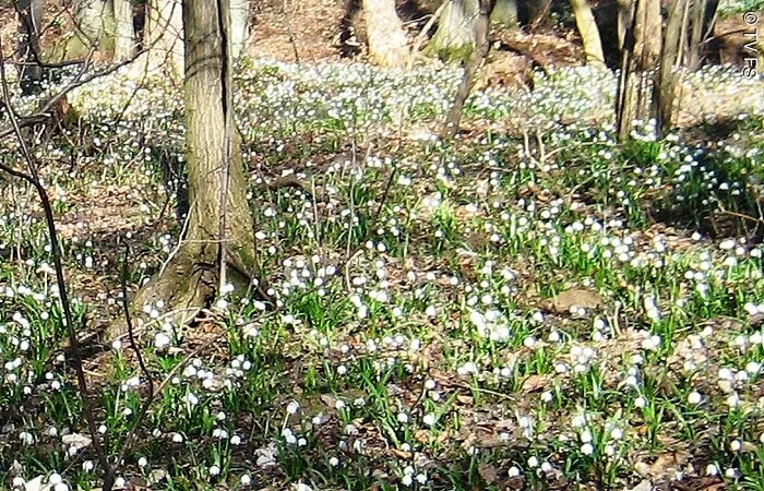 Märzenbecherwald Ettenstatt