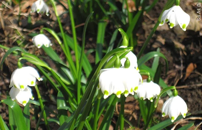 Märzenbecherblüte Ettenstatt