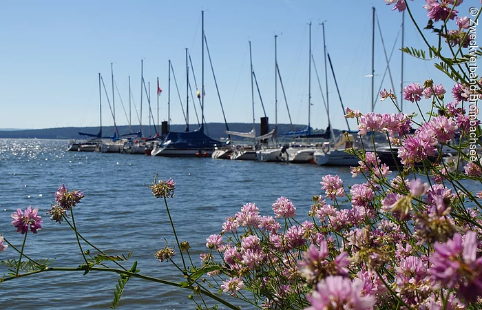 Der Segelhafen von Enderndorf am Großen Brombachsee mit einem Strauch in voller Blüte im Vordergrund