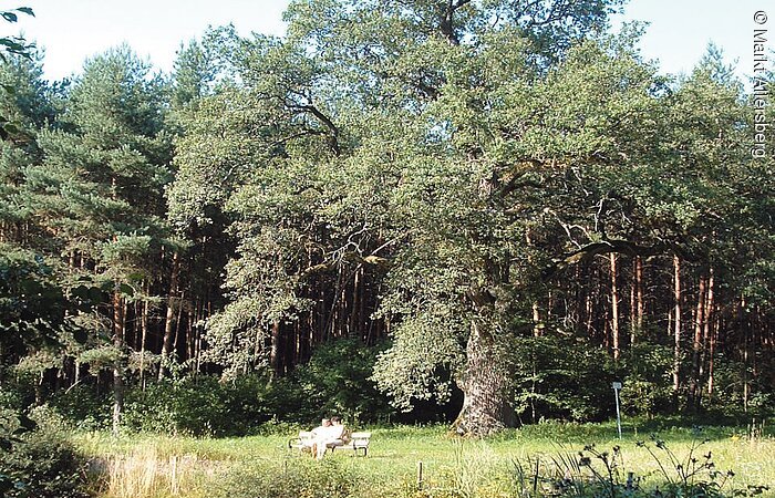 Quellen am Rothsee Kleiner Weiher mit grünem Ufer. Im Hintergund ein Wald.
