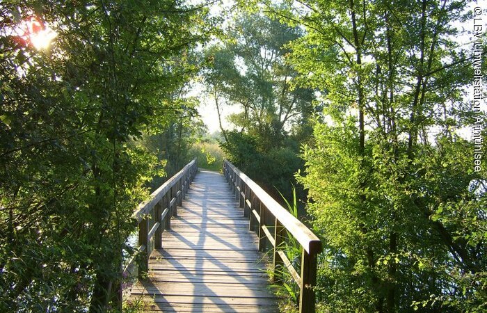 Eine Brücke ins Nichts Eine Brücke auf der Vogelinsel über den Altmühlsee.
