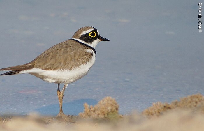 Flussregenpfeifer Nahaufnahme eines Flußregenpfeifer am Ufer eines Sees.