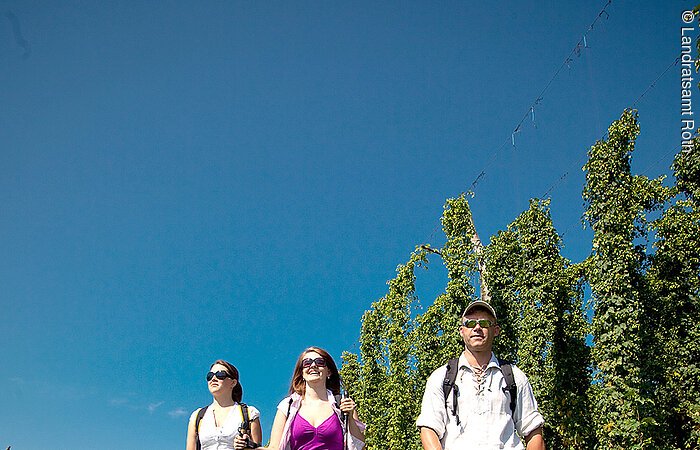 Zwei Damen und ein Herr wandern durch das Hopfenland über grüne Wiesen. Hinter ihenen Hopfenfelder.