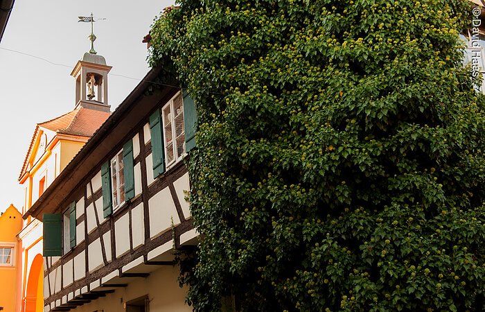 Fachwerkcharme in Windsbach Seitliche Ansicht eines Fachwerkhauses. Braune Balen und weiße Fassade mit grünen Fensterläden. Die vordere Hälfte des Hauses ist mit Efeu bewachsen.