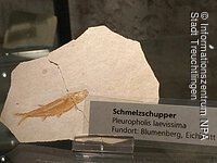 Fossilien-Ausstellung - Schmelzschupper