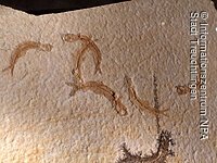 Knochenfisch-Schwarm Leptolipes sprattiformis