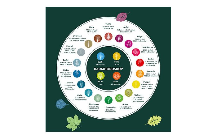 Ein Baumhoroskop mit einer Auflistung verschiedener Bäume und den dazu gehörigen Monatsdaten.