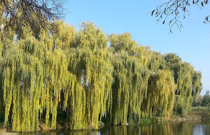 Taruerweiden stehen am Ufer eines Weiher. Die Bäume spiegeln sich im Wasser.