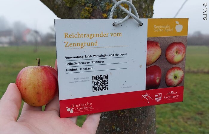 Apfelsorten Eine Hand hält einen kleinen Apfel in der Hand. Von einem Baum hängt ein kleines Infromationsschild zur Apfelsorte des Baumes: Recihtragender vom Zenngrund.