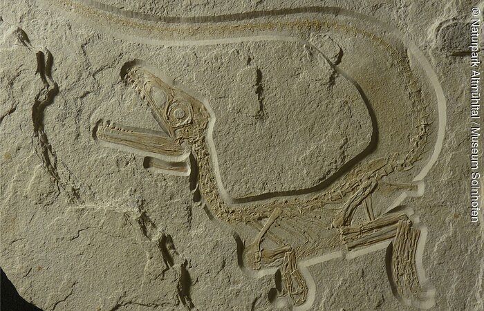 Fossil eines kleinen Dinosauriers mit langem Schwanz und geöffnetem Maul in einem Stein eingebettet.