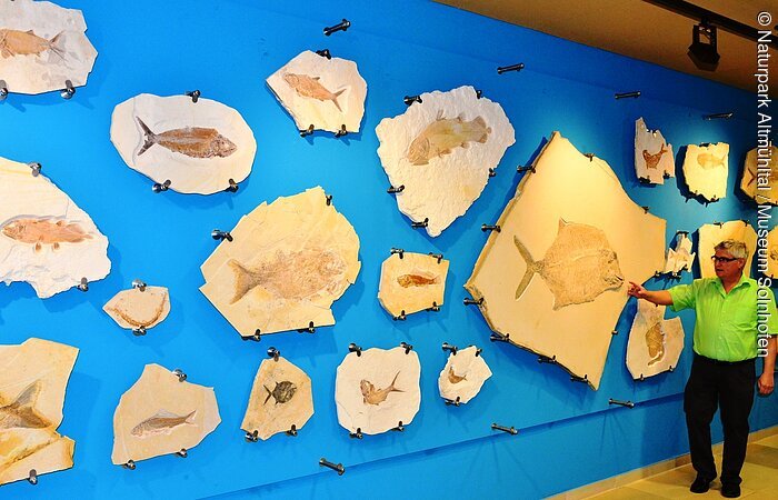 Museumsleiter Dr. Martin Röper vor der Fischewand im Museum, die lauter versteinerte Fische zeigt.