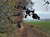 Schwarze Beeren Im Fokus schwarze Beeren an einem Zweig. Im Hintergund Strücher und ein grünes Feld.