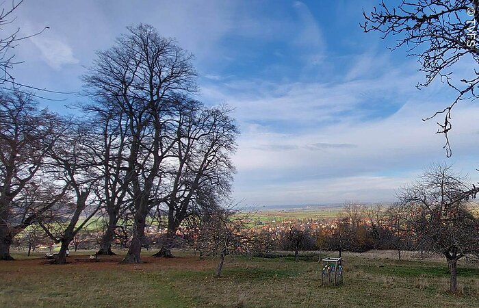Ein grünes Feld, darauf kahle Bäume unter blauem Himmel.